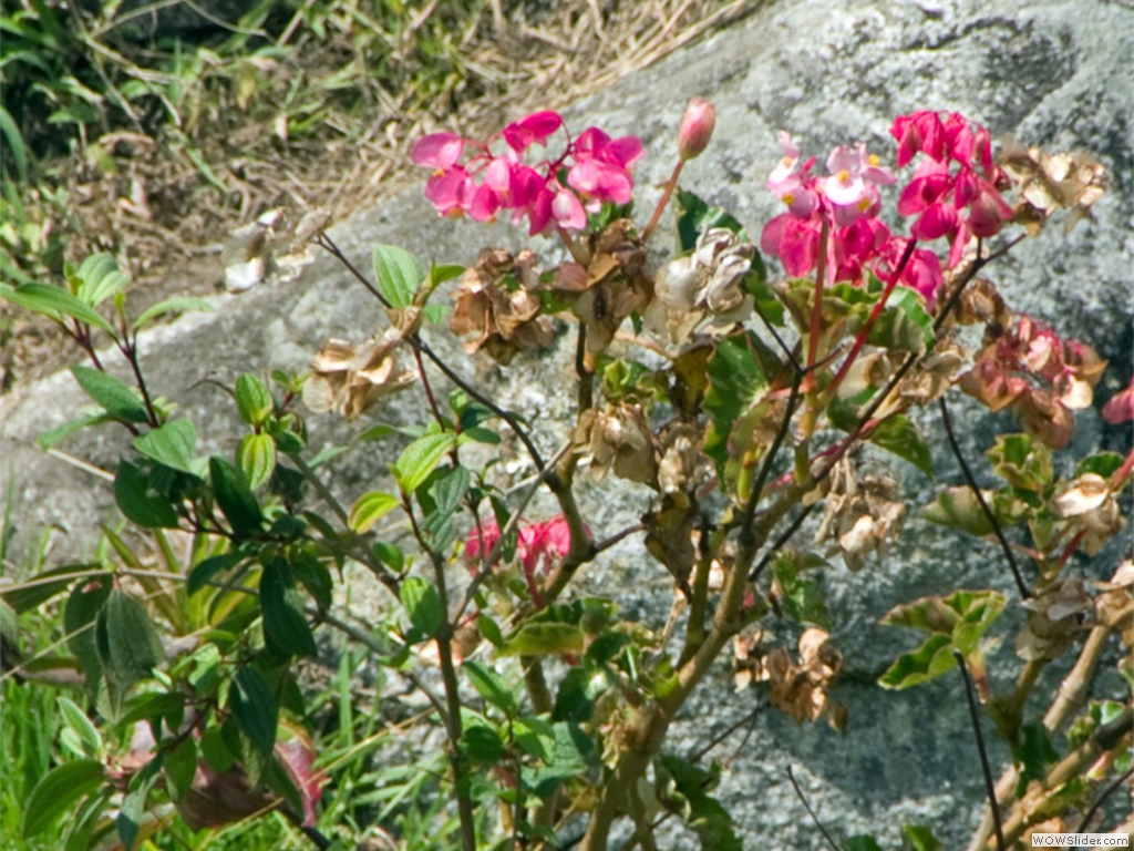 IMGP4324w